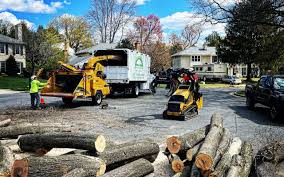 Best Palm Tree Trimming  in Bellevue, NE