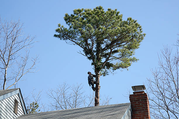 Bellevue, NE Tree Care Company